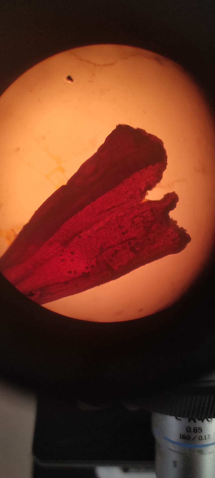 saffron-under-the-microscope-01